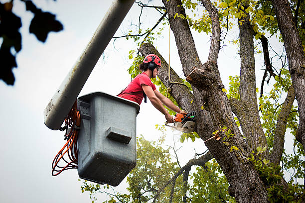 Best Professional Tree Care  in Doa Ana, NM